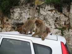 Spanien Andalusien Gibraltar 021.JPG